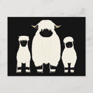 Postal 3 ovejas negras de Valais seguidas