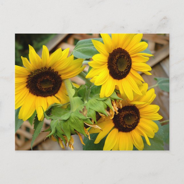 Postal 3 Sunflower (Anverso)