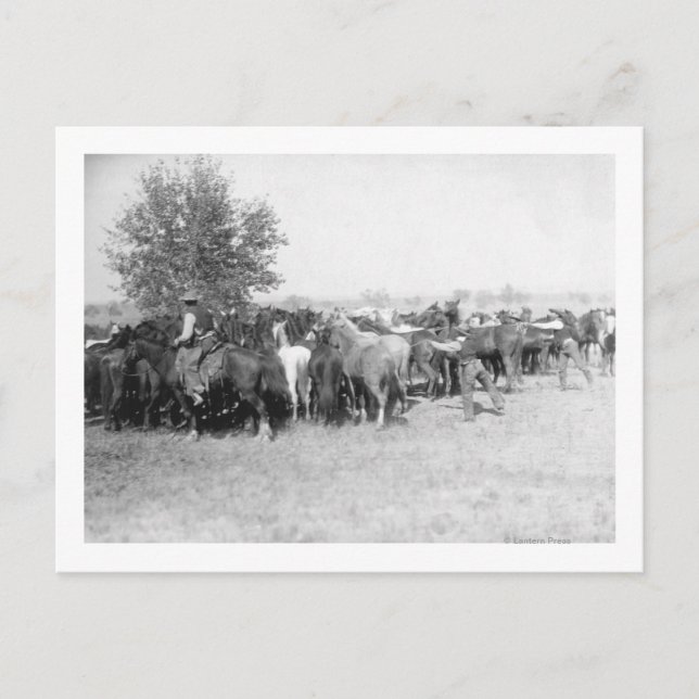 Postal 3 Vaqueros montando fotos de caballos en Dakota de (Anverso)