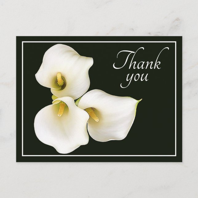 Postal 3 White Calla Lilies Black Backdrop Gracias (Anverso)