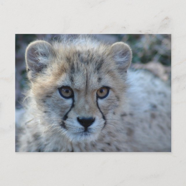 Postal 4 x 6 chita (Anverso)