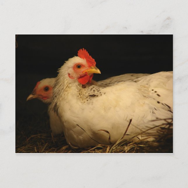 Postal 5 dedos y sobreviviente (Anverso)