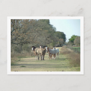 Postal 6.º caballito