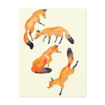 6.º zorra