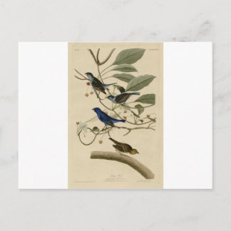 Postal 74_Indigo_Bird.jpg