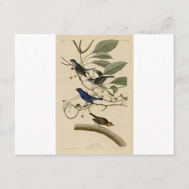 Postal 74_Indigo_Bird.jpg (Anverso)