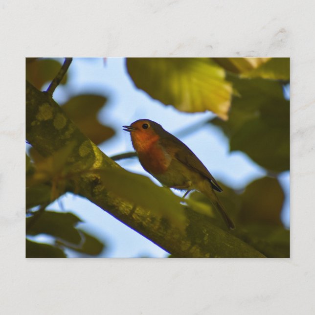 Postal 7.º burra (Anverso)