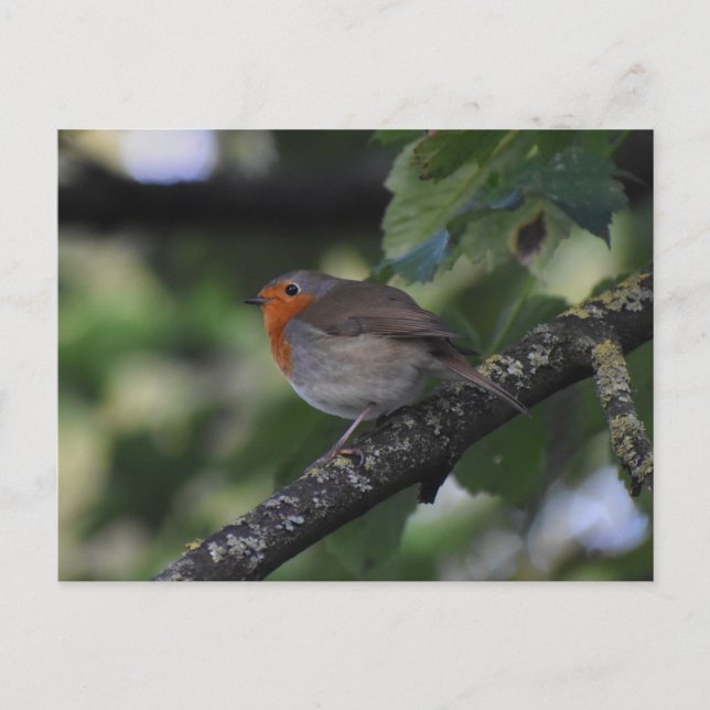 Postal 7.º burra (Anverso)