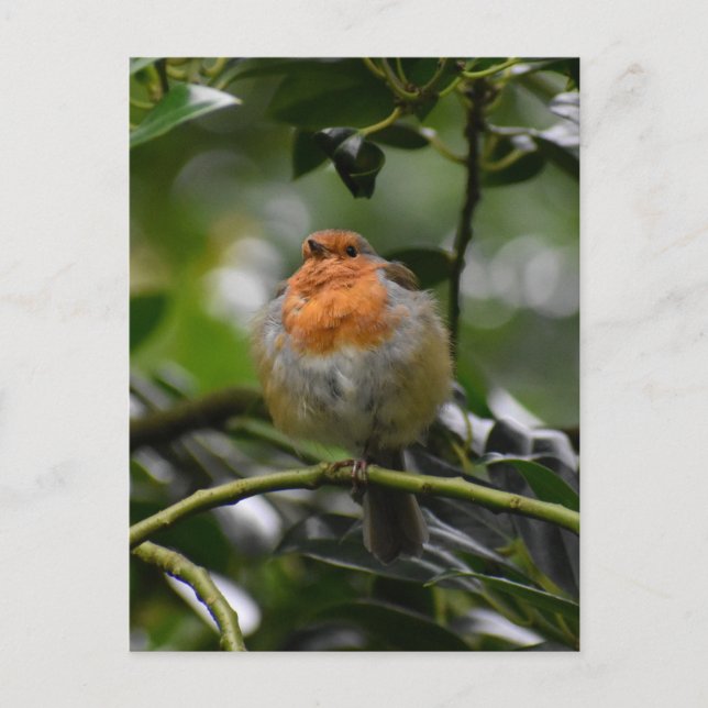 Postal 7.º burra (Anverso)