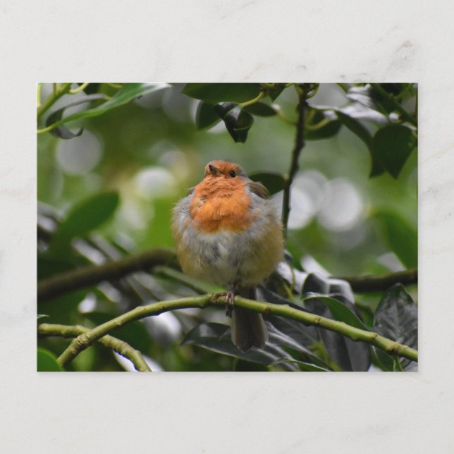 Postal 7.º burra (Anverso)