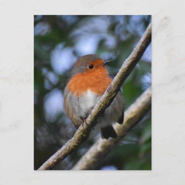 Postal 7.º burra (Anverso)