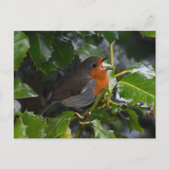 Postal 7.º burra (Anverso)