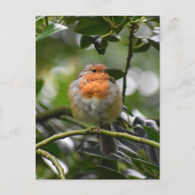 Postal 7.º burra (Anverso)