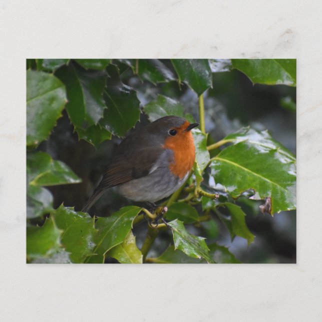 Postal 7.º burra (Anverso)