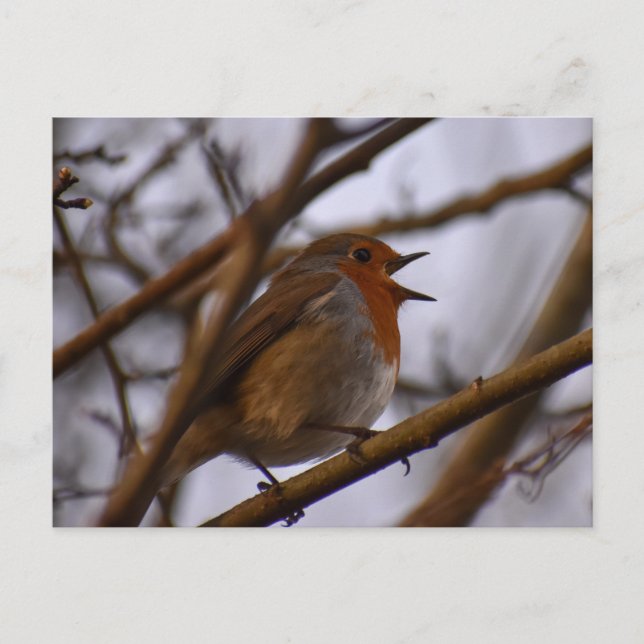 Postal 7.º burra (Anverso)