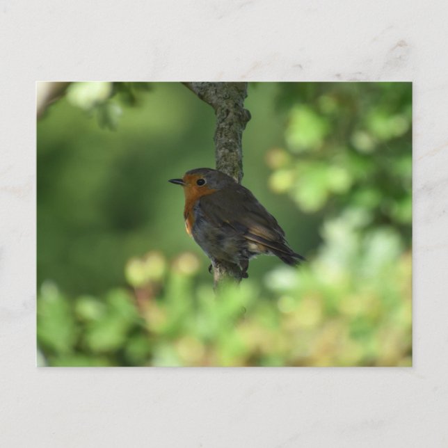 Postal 7.º burra (Anverso)