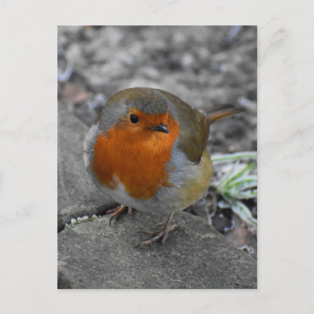 Postal 7.º burra (Anverso)