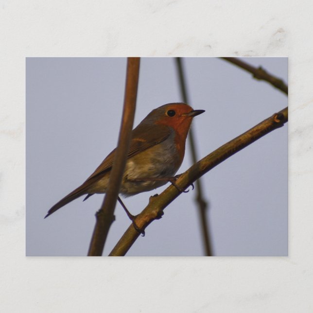 Postal 7.º burra (Anverso)