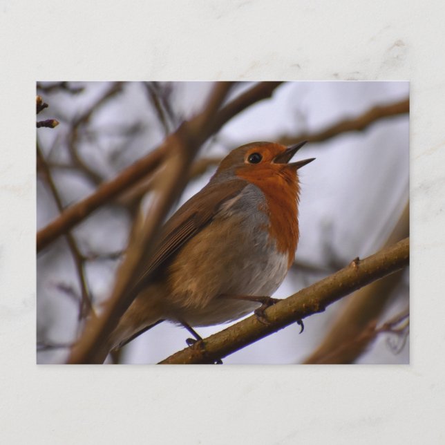 Postal 7.º burra (Anverso)