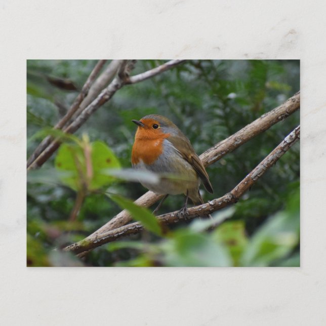 Postal 7.º burra (Anverso)