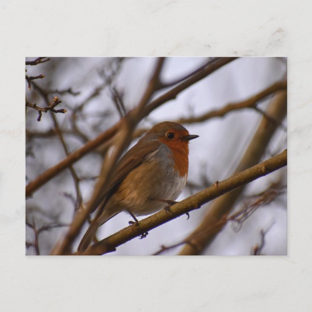 Postal 7.º burra (Anverso)