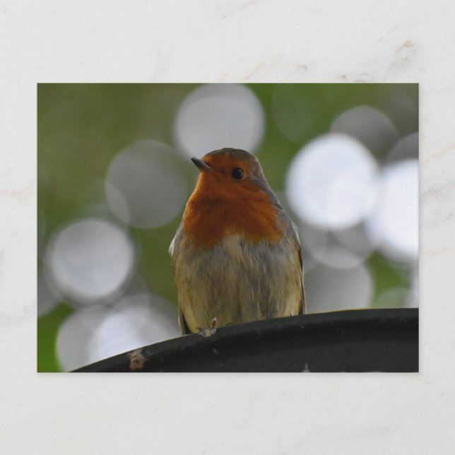 Postal 7.º burra (Anverso)