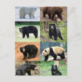 Postal 8 osos del mundo
