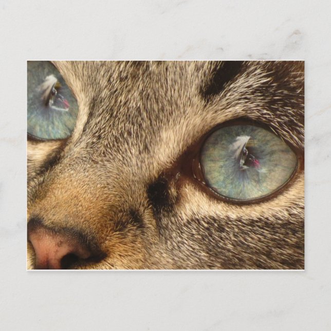 Postal 9.º gata (Anverso)