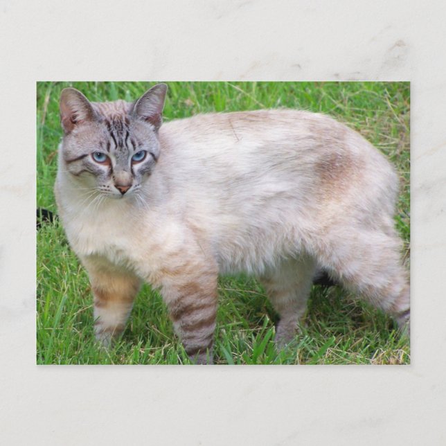 Postal 9.º gata (Anverso)