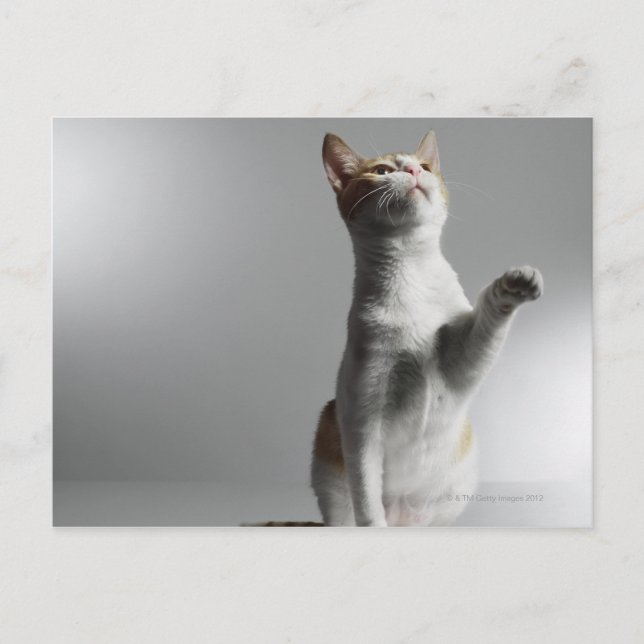 Postal 9.º gata (Anverso)