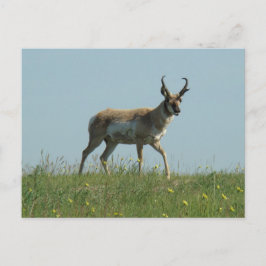 Postal A10 Pronghorn Antelope y Wildflowers