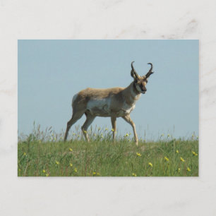 Postal A10 Pronghorn Antelope y Wildflowers