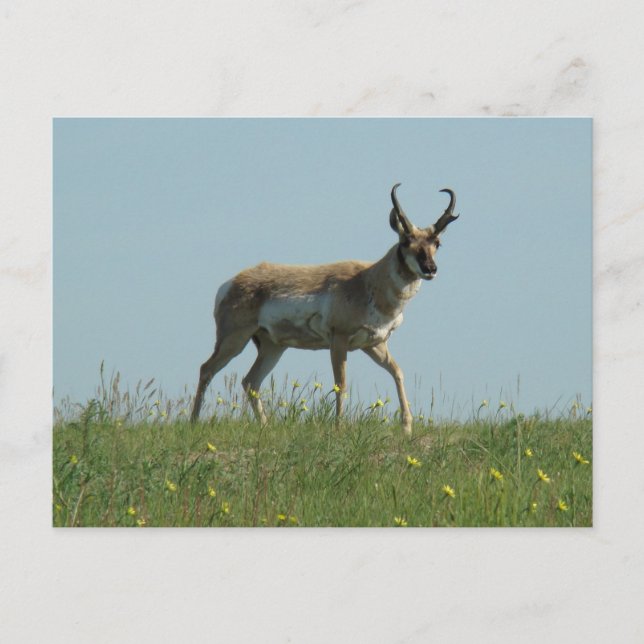 Postal A10 Pronghorn Antelope y Wildflowers (Anverso)