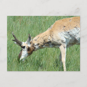 Postal A11 Pronghorn Antelope Buck Grazing