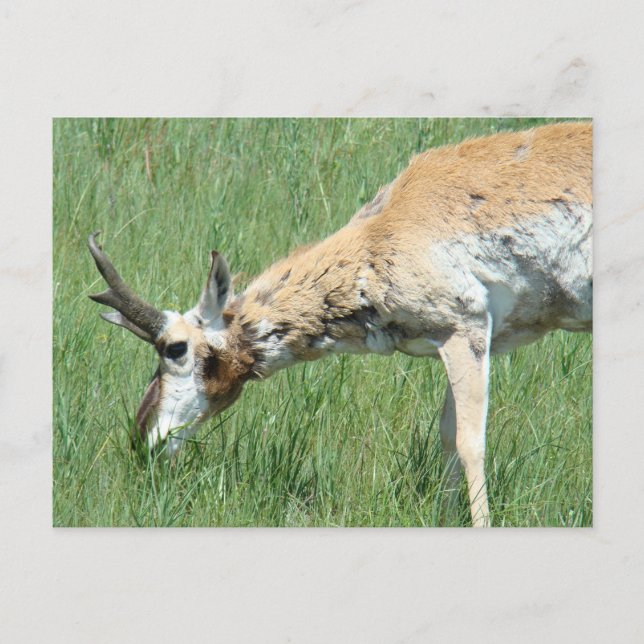 Postal A11 Pronghorn Antelope Buck Grazing (Anverso)