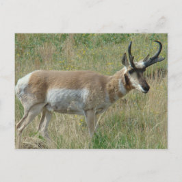 Postal A12 Pronghorn Antelope Buck