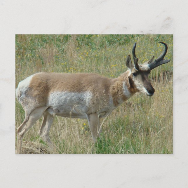Postal A12 Pronghorn Antelope Buck (Anverso)