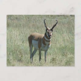 Postal A13 Pronghorn Antelope Buck