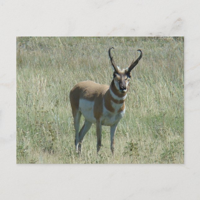 Postal A13 Pronghorn Antelope Buck (Anverso)
