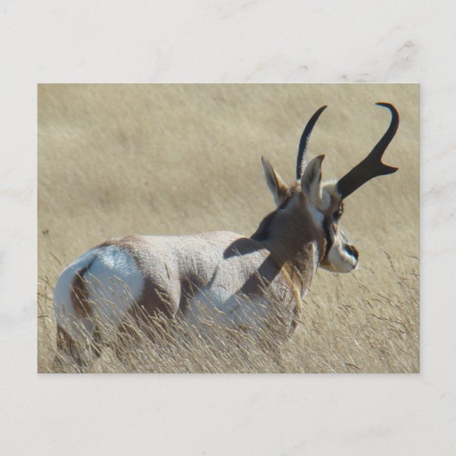Postal A14 Pronghorn Antelope Sunshine Buck (Anverso)