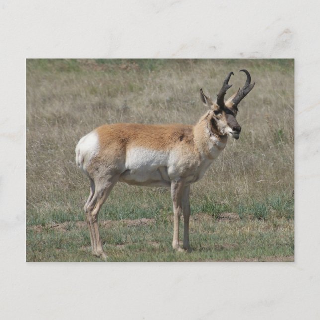 Postal A15 Pronghorn Antelope Rude Buck (Anverso)