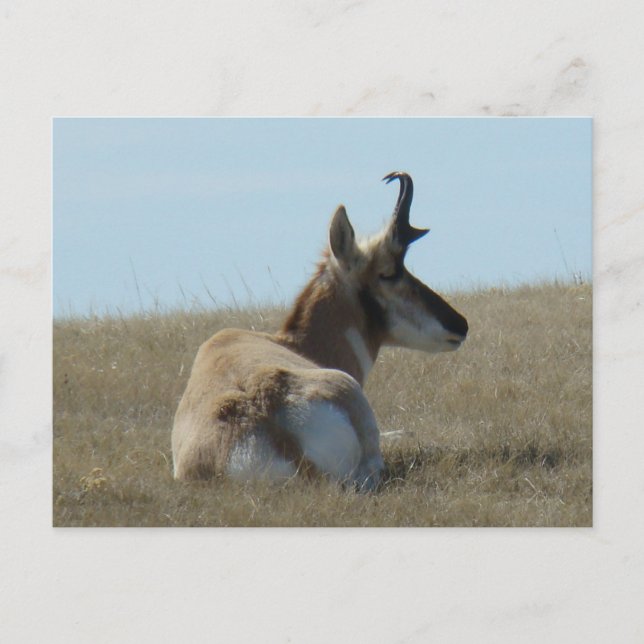 Postal A16 Apelamiento de Antelope Pronghorn (Anverso)
