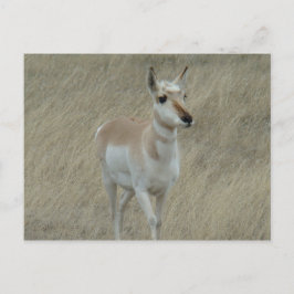 Postal A17 Young Pronghorn Antelope