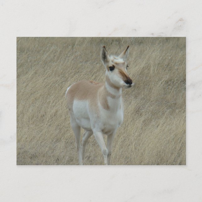 Postal A17 Young Pronghorn Antelope (Anverso)