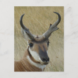 Postal A21 Pronghorn Antelope Head Shot