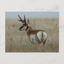 Postal A22 Pronghorn Antelope Big Buck
