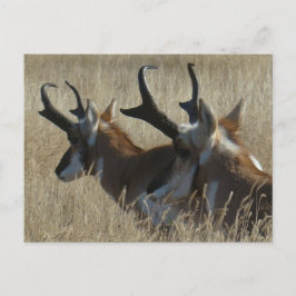 Postal A23 Pronghorn Antelope Joven Cabeza de Herido