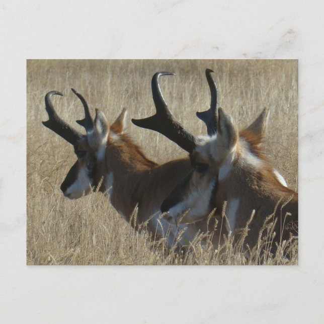 Postal A23 Pronghorn Antelope Joven Cabeza de Herido (Anverso)