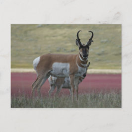 Postal A24 Pronghorn Antelope