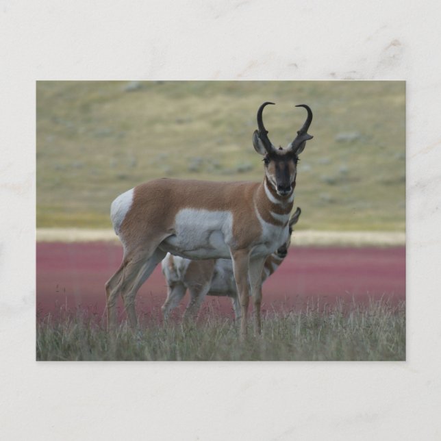 Postal A24 Pronghorn Antelope (Anverso)